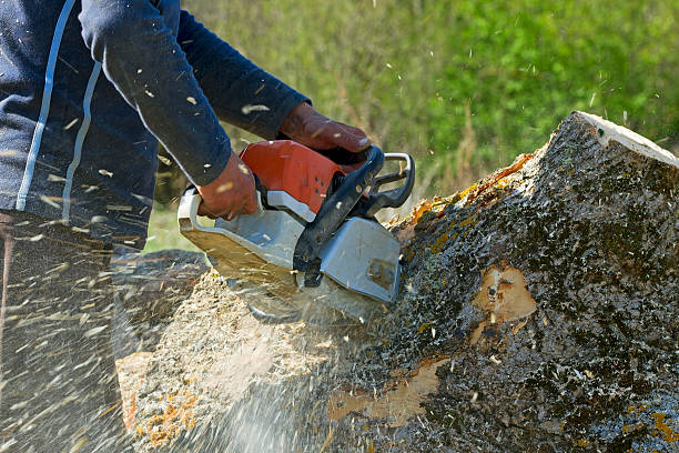 Reliable Colonia, NJ Tree Services Solutions